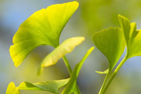 Detail-Ansicht von Ginkgoblättern