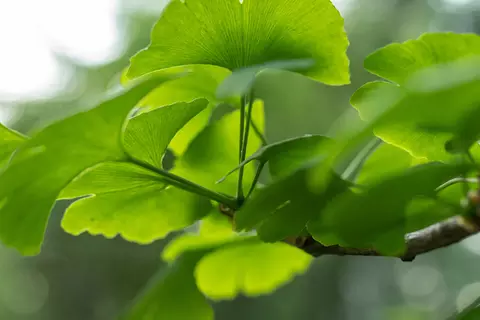 Detail-Ansicht von Ginkgoblättern