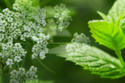 Detail-Ansicht von Pfefferminze und einer Kümmelpflanze