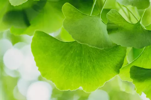 Detail-Ansicht von Ginkgoblättern