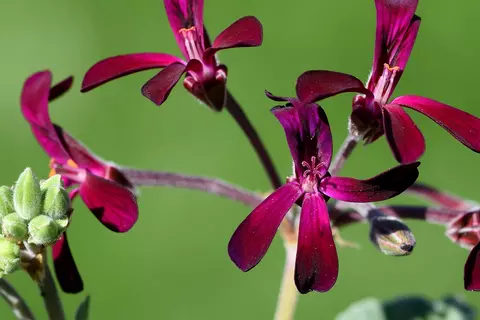 Nahaufnahme von Pellargonium-Blüten