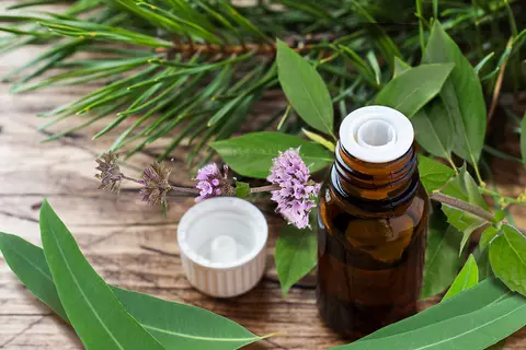 Zweige und Blätter von Eucalyptus, Kiefer, Pfefferminze und Campher und eine Flasche mit daraus destilliertem Oel für Pinimenthol®