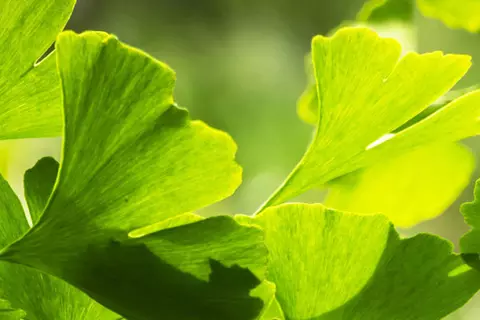 Detail-Ansicht von Ginkgoblättern