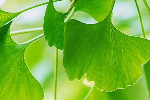 Detail-Ansicht von Ginkgoblättern