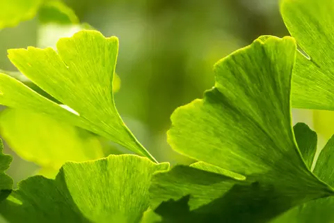 Detail-Ansicht von Ginkgoblättern