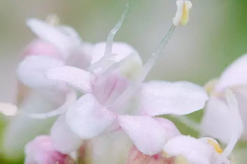 Detail-Ansicht vonBaldrian-Blüten
