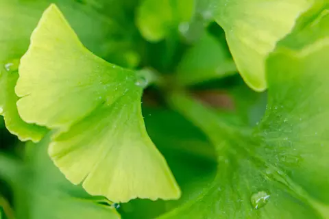 Detail-Ansicht von Ginkgoblättern