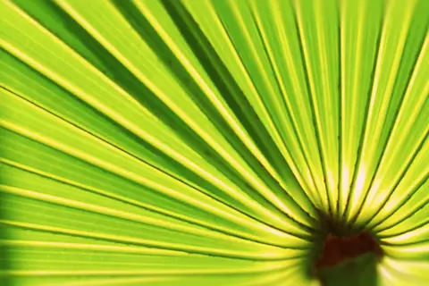 Detail-Ansicht eines Sabal-Blattes