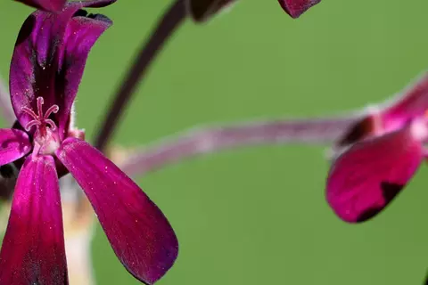 Detail-Ansicht von Pellargonium-Blüten