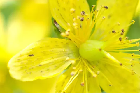 Detail-Ansicht von Johanniskraut-Blüten