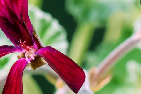 Detail-Ansicht von Pellargonium-Blüten
