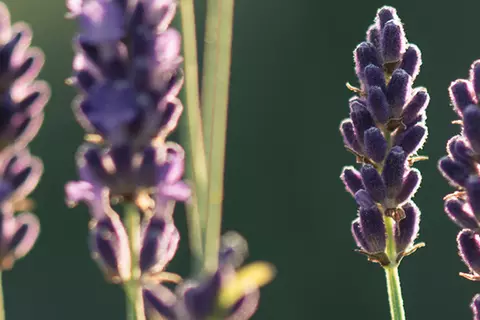 Detail-Ansicht von Lavendel-Blüten
