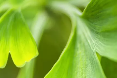 Detail-Ansicht von Ginkgo-Blättern