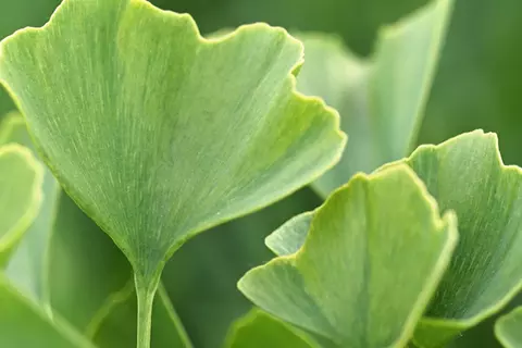 Detail-Ansicht von Ginkgoblättern