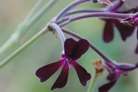 Detail-Ansicht von Pellargonium-Blüten