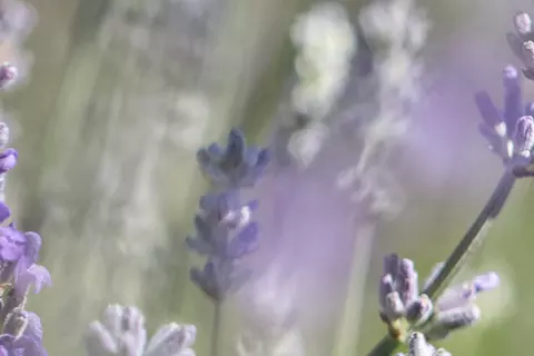 Detail-Ansicht eines Lavendelfeldes