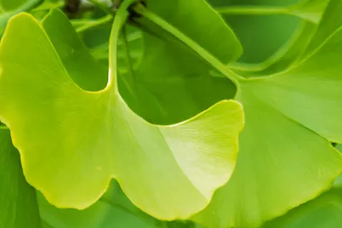 Detail-Ansicht von Ginkgoblättern
