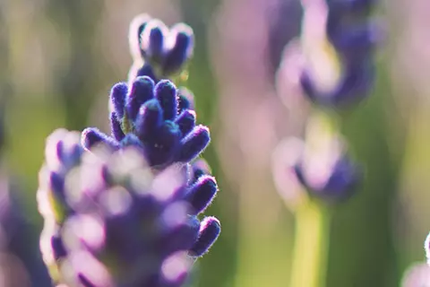 Detail-Ansicht von Lavendel-Blüten