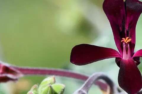 Detail-Ansicht von Pellargonium-Blüten