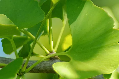 Detail-Ansicht von Ginkgoblättern