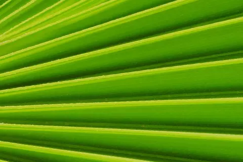 Detail-Ansicht eines Sabal-Blattes