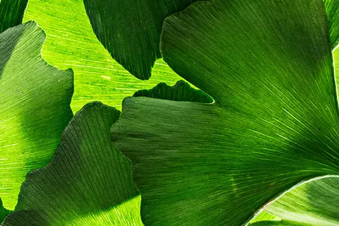 Detail-Ansicht von Ginkgoblättern