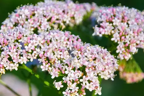 Detail-Ansicht von Baldrianblüten