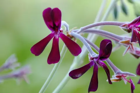 Detail-Ansicht von Pellargonium-Blüten
