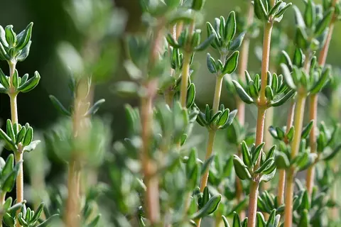 Detail-Ansicht von Thymian-Pflanzen