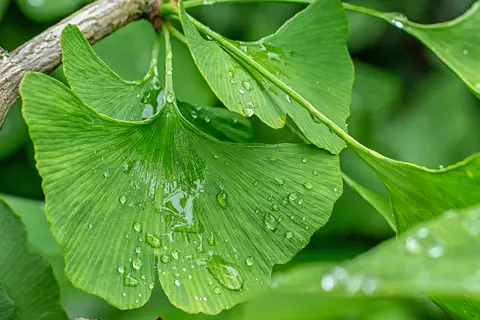 Detail-Ansicht von Ginkgoblättern