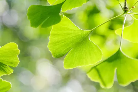 Detail-Ansicht von Ginkgoblättern