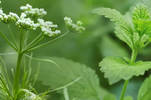 Bildkomposition aus Detailaufnahmen von Kümmelblüten und Pfefferminzblättern
