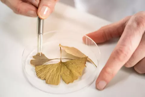 Eine Mitarbeiterin aus der Schwabe Pharmakognosie begutachtet getrocknete Ginkgo-Blätter in einer Petrischale