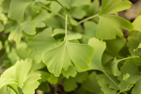 Ginkgo