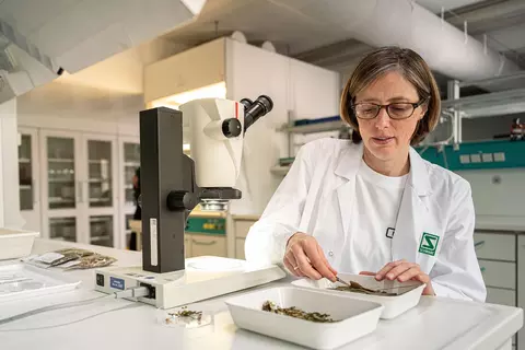 Eine Mitarbeiterin aus der Schwabe Pharmakognosie kontrolliert getrocknete Pflanzen