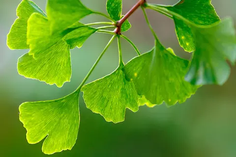 Detail-Ansicht von Ginkgo-Blättern