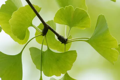 Detail-Ansicht von Ginkgo-Blättern