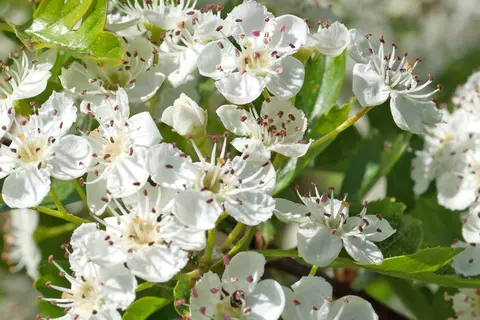 Detail-Ansicht von Weißdornblüten