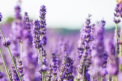 Detail-Ansicht von Lavendel-Blüten