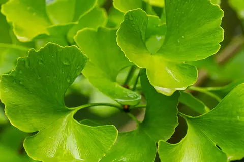 Detail-Ansicht von Ginkgo-Blättern