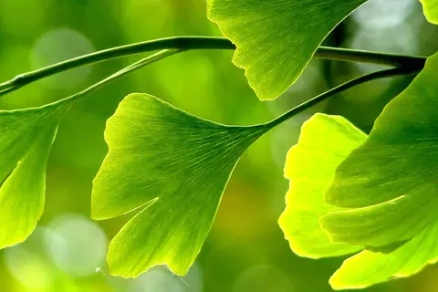 Detail-Ansicht von Ginkgo-Blättern
