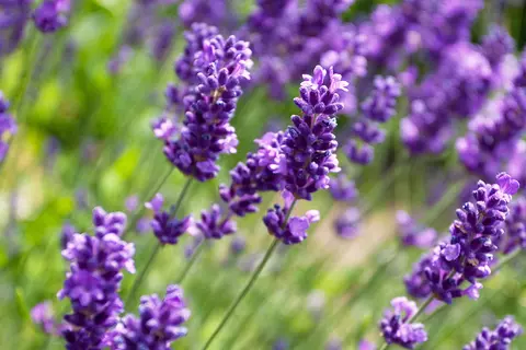 Detail-Ansicht von Lavendel-Blüten