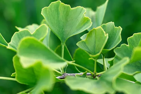 Detail-Ansicht von Ginkgo-Blättern