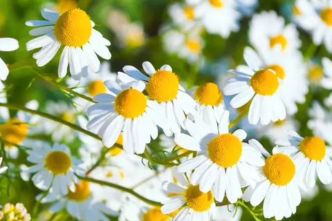 Detail-Aufnahme von Kamillen-Blüten