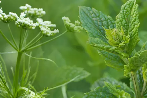 Bildkomposition aus Detailaufnahmen von Kümmelblüten und Pfefferminzblättern