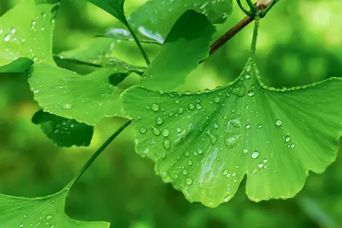 Detail-Ansicht von Ginkgo-Blättern