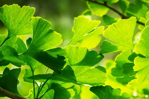 Detail-Ansicht von Ginkgo-Blättern