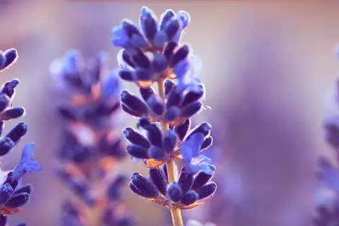 Detail-Ansicht von Lavendel-Blüten