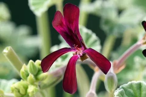 Detail-Ansicht von Pelargonium-Blüten