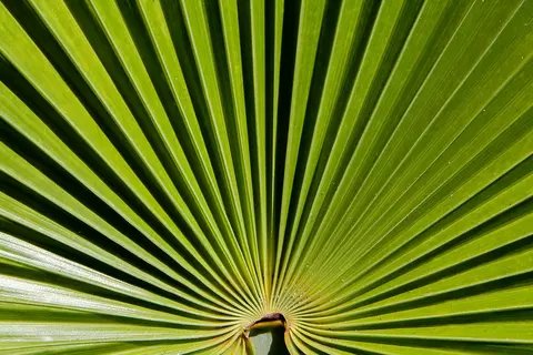 Detail-Ansicht eines Sabal-Blattes